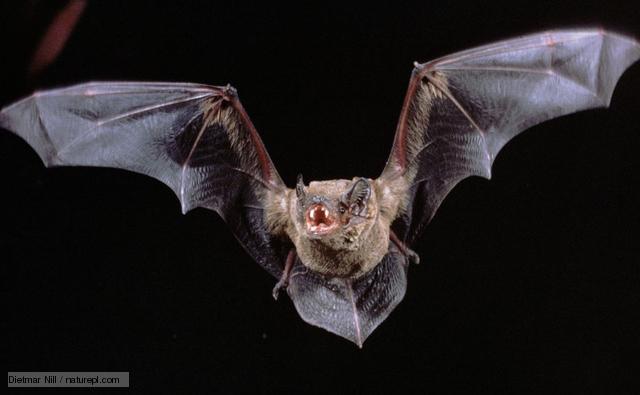 Vampire Bat - Rain Forest Reports