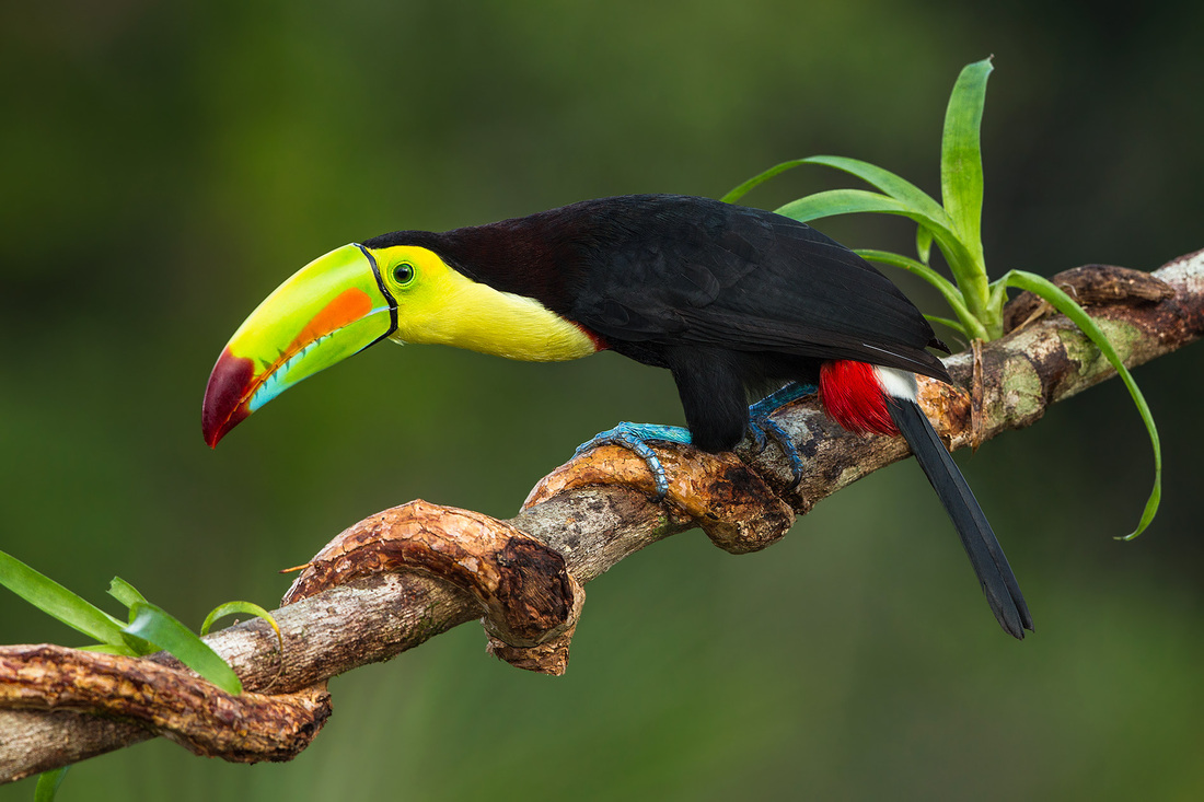 Toucan - Rain Forest Reports