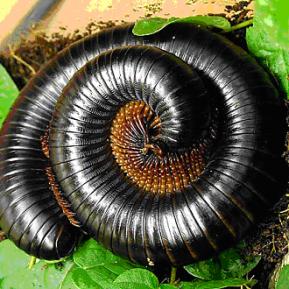 What are some millipede facts?