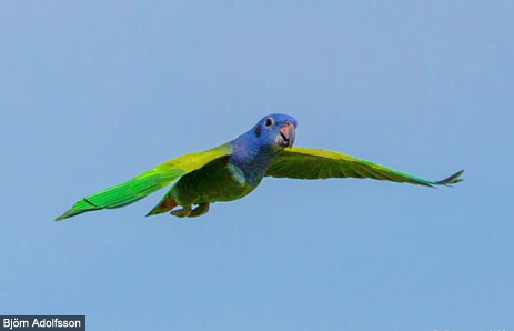 Blue Headed Parrot Rain Forest Reports,Ornamental Grass Border