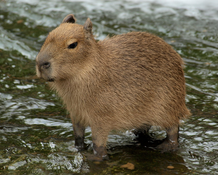 Peru Capybara 