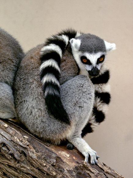 Ring-tailed lemur (Lemur catta) - JungleDragon