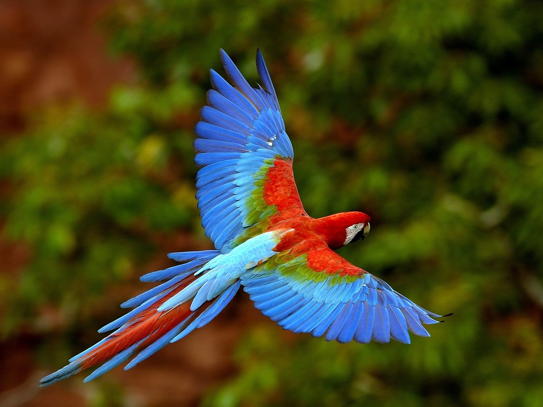 Macaw - Rain Forest Reports